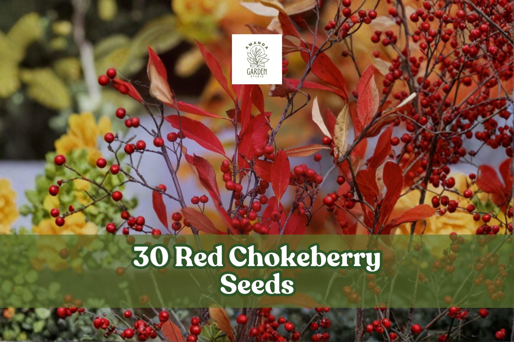Red Chokeberry Seeds – Aronia arbutifolia Native Ornamental Shrub for Landscape, Garden, Naturalized Plantings, 30 Seeds