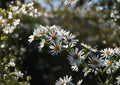 Symphyotrichum puniceum Swamp Aster Seeds – Native Purple Wildflower for Wetlands, Rain Gardens, Pollinator Friendly Perennial, Fast Growing
