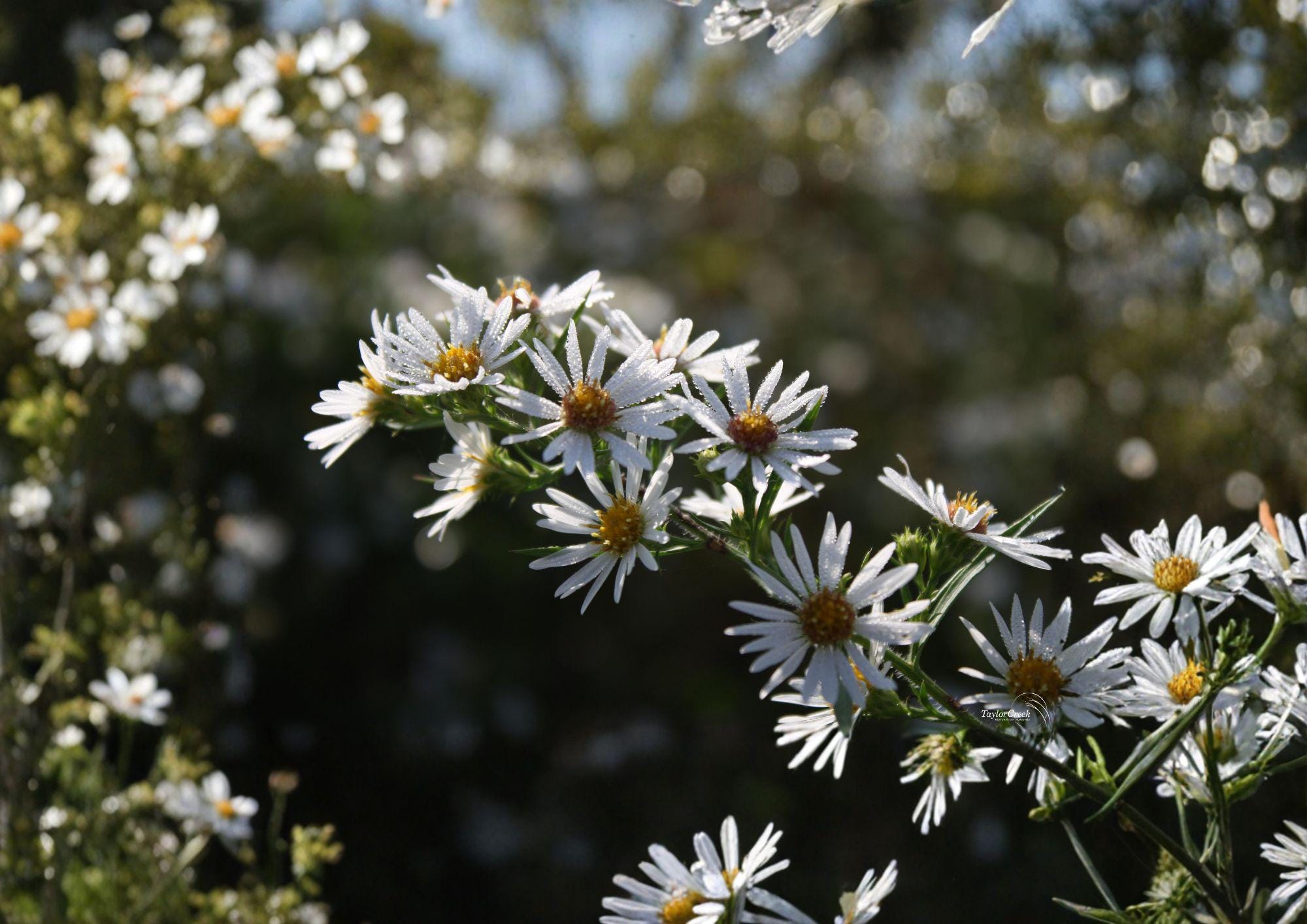 Symphyotrichum puniceum Swamp Aster Seeds – Native Purple Wildflower for Wetlands, Rain Gardens, Pollinator Friendly Perennial, Fast Growing
