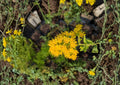 Oligoneuron Rigidum Stiff Goldenrod Seeds – Native Prairie Perennial Wildflower, Bright Yellow Pollinator Plant for Meadow Gardens