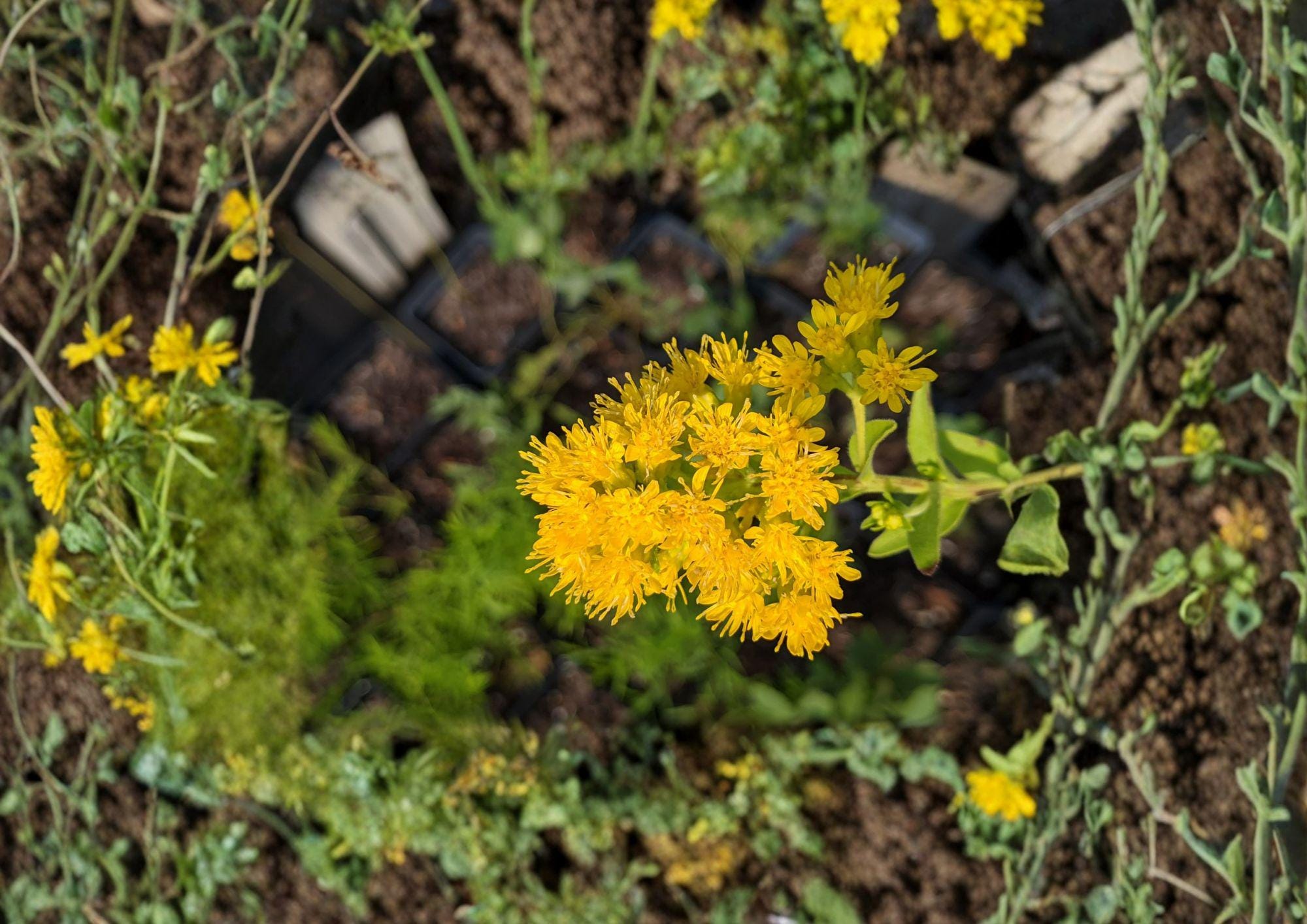 Oligoneuron Rigidum Stiff Goldenrod Seeds – Native Prairie Perennial Wildflower, Bright Yellow Pollinator Plant for Meadow Gardens