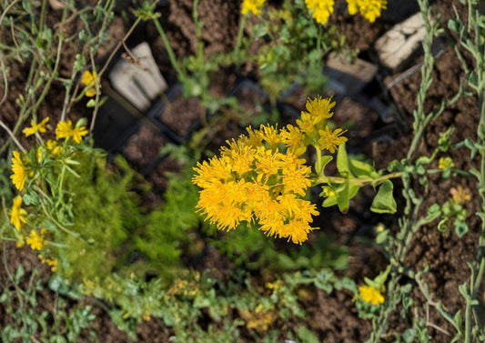 Oligoneuron Rigidum Stiff Goldenrod Seeds – Native Prairie Perennial Wildflower, Bright Yellow Pollinator Plant for Meadow Gardens