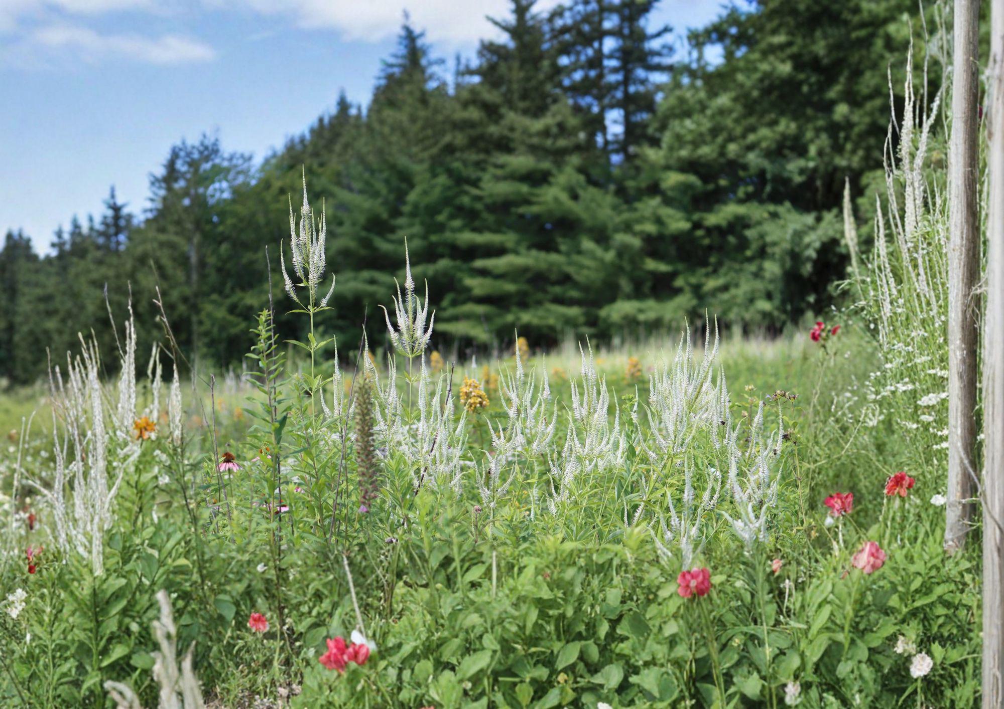 Veronicastrum virginicum Culver's Root Seeds – Native Tall White Perennial Wildflower, Pollinator Friendly Prairie & Woodland Plant