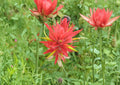 Giant Red Indian Paintbrush Seeds - Native Wildflower, Hummingbird Friendly, 100 Seeds, New Harvest Quality