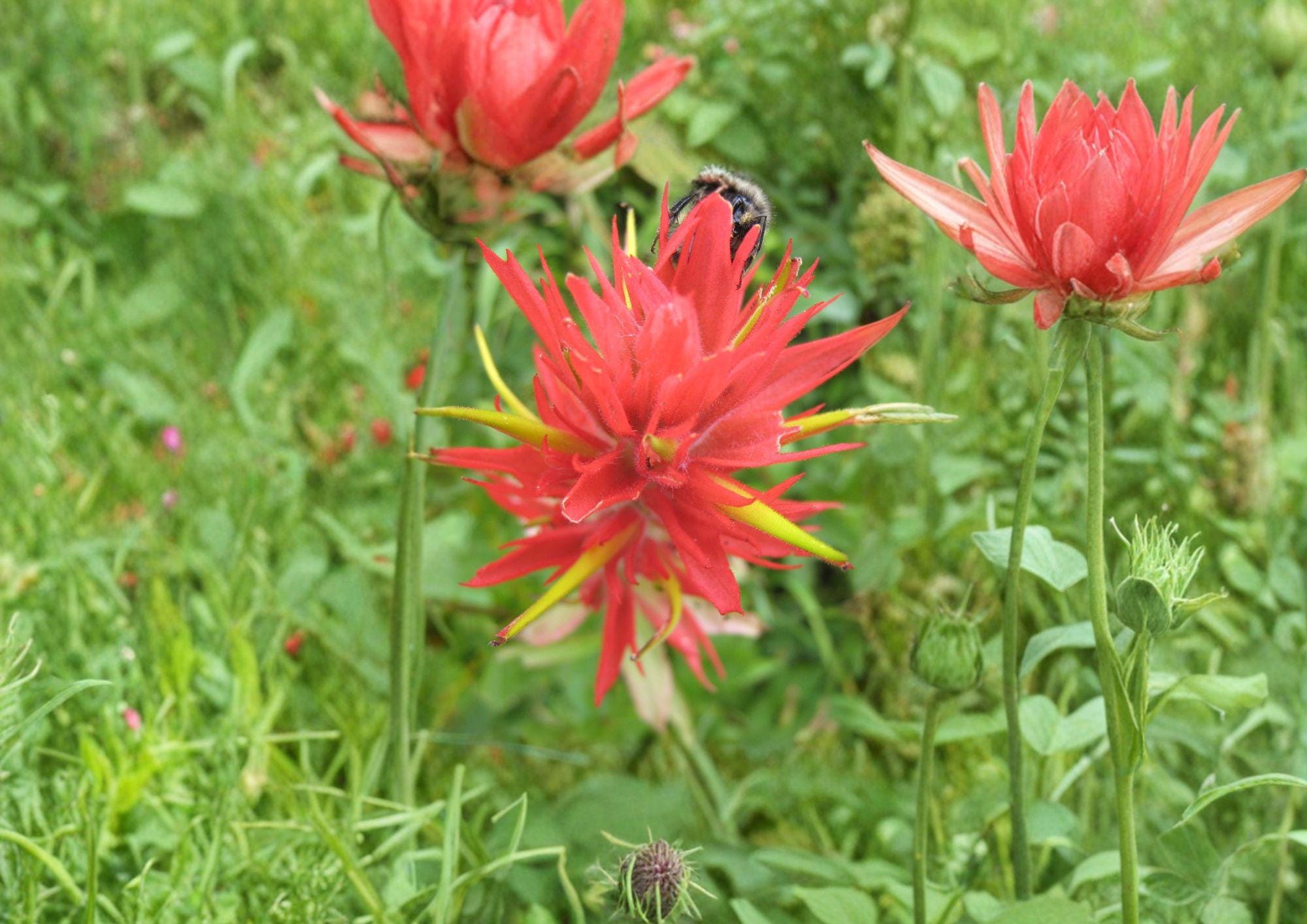 Giant Red Indian Paintbrush Seeds - Native Wildflower, Hummingbird Friendly, 100 Seeds, New Harvest Quality