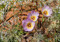 Winding Mariposa Lily Seeds – Native Desert Wildflower Calochortus flexuosus, Perennial Flower Seeds for Garden Planting