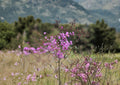 Tall Ironweed Seeds - Vernonia angustifolia Native Purple Prairie Wildflower, Perennial Flower Seeds, Native Plant Seeds