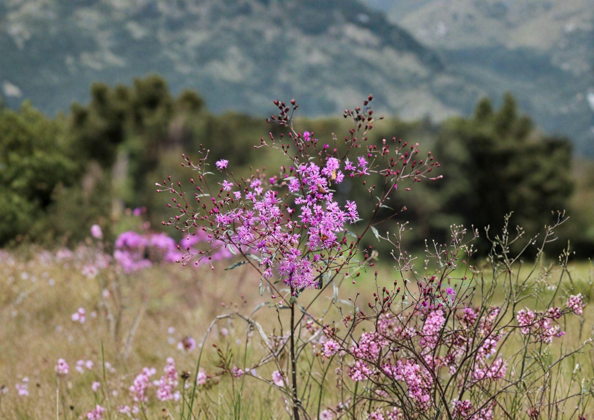 Tall Ironweed Seeds - Vernonia angustifolia Native Purple Prairie Wildflower, Perennial Flower Seeds, Native Plant Seeds