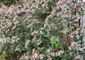 Calico Aster Seeds - Native Wildflower, Pollinator-Friendly, Easy to Grow, Symphyotrichum lateriflorum