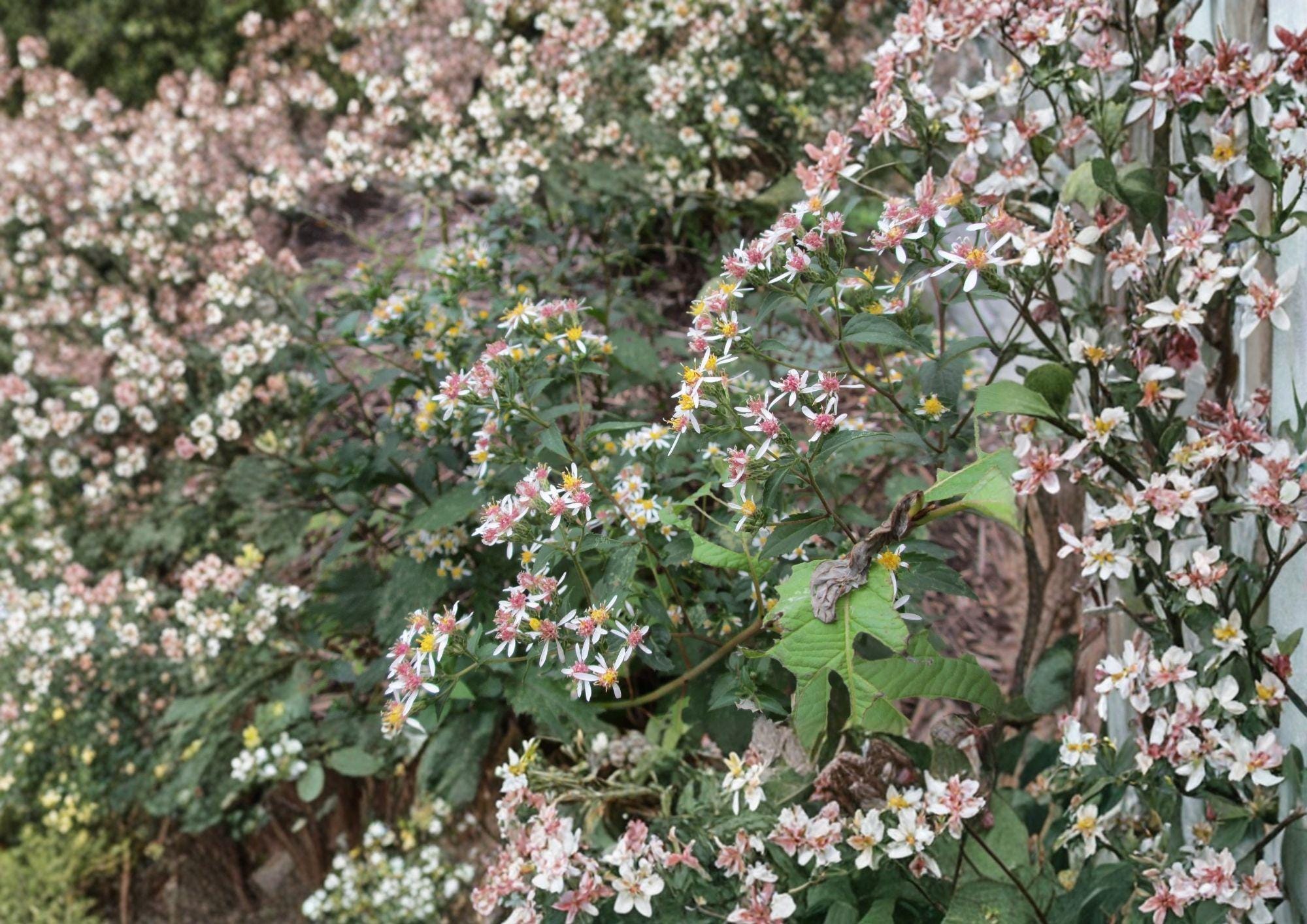 Calico Aster Seeds - Native Wildflower, Pollinator-Friendly, Easy to Grow, Symphyotrichum lateriflorum