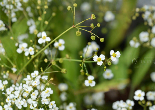 Large Flowered Water Plantain Seeds – Native Aquatic Pollinator Plant, 300 Seeds, Fast Shipping