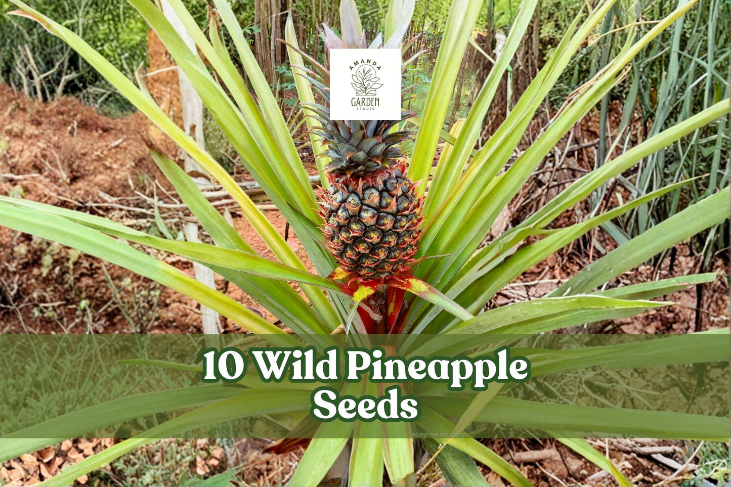 10 Wild Pineapple Seeds for Ornamental Bromeliad Planting | Bromelia pinguin Seeds