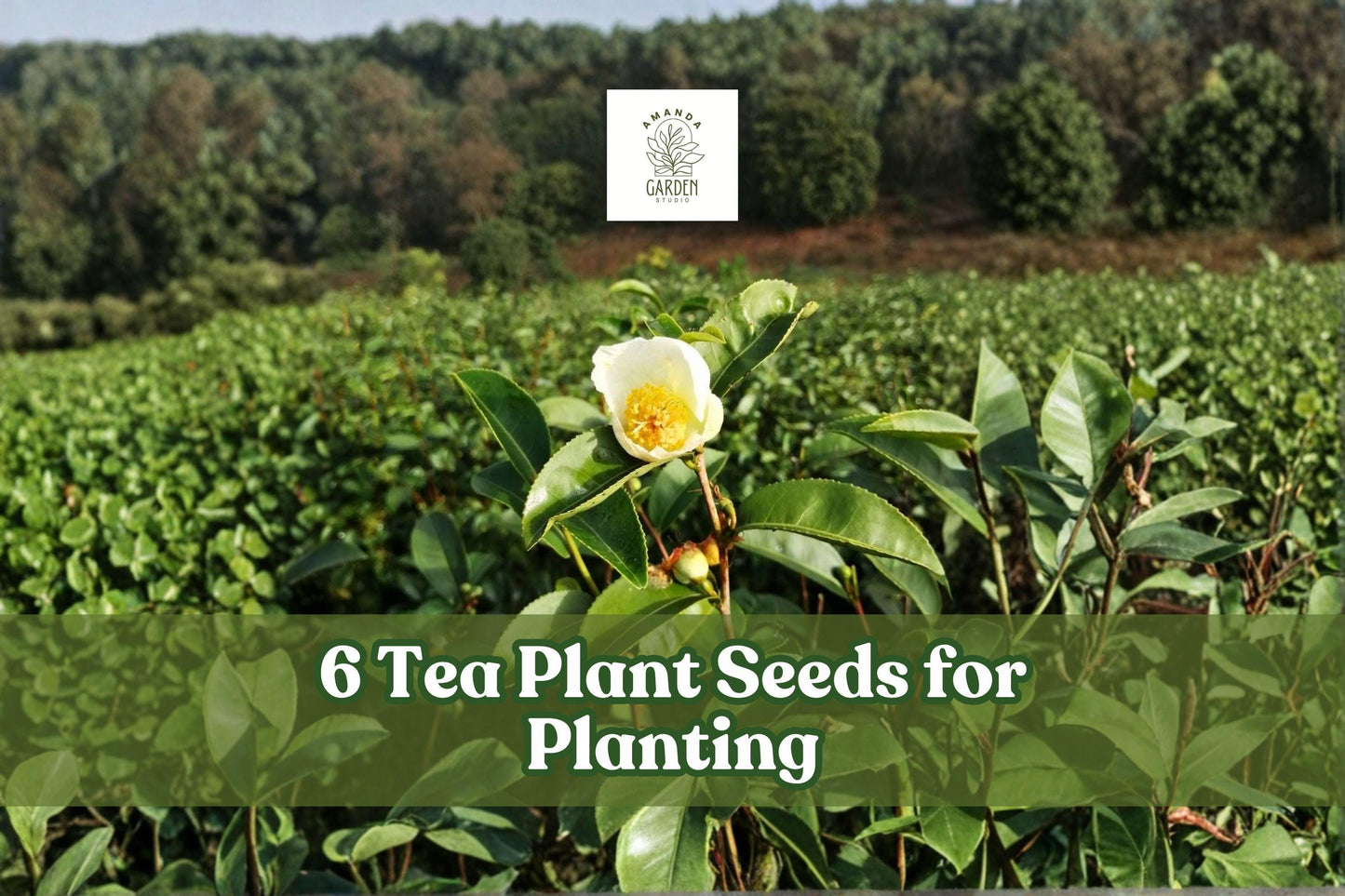 Tea Plant Seeds, Camellia sinensis, Evergreen Ornamental Shrub for Garden & Container Planting