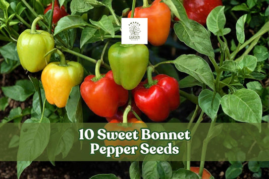 10 Sweet Bonnet Pepper Seeds – Capsicum chinense, Bonnet-Shaped Pods, Compact Plant for Garden Beds & Containers