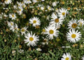 False Aster Seeds – White Dolls Daisy Wildflower, Native Pollinator Plant, Easy to Grow, 500 Seeds