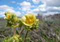 Prairie Cinquefoil Seeds - Native White Wildflower, Drought Tolerant, 500 Seeds - Potentilla simplex, Native Plant, Wildflower Seeds