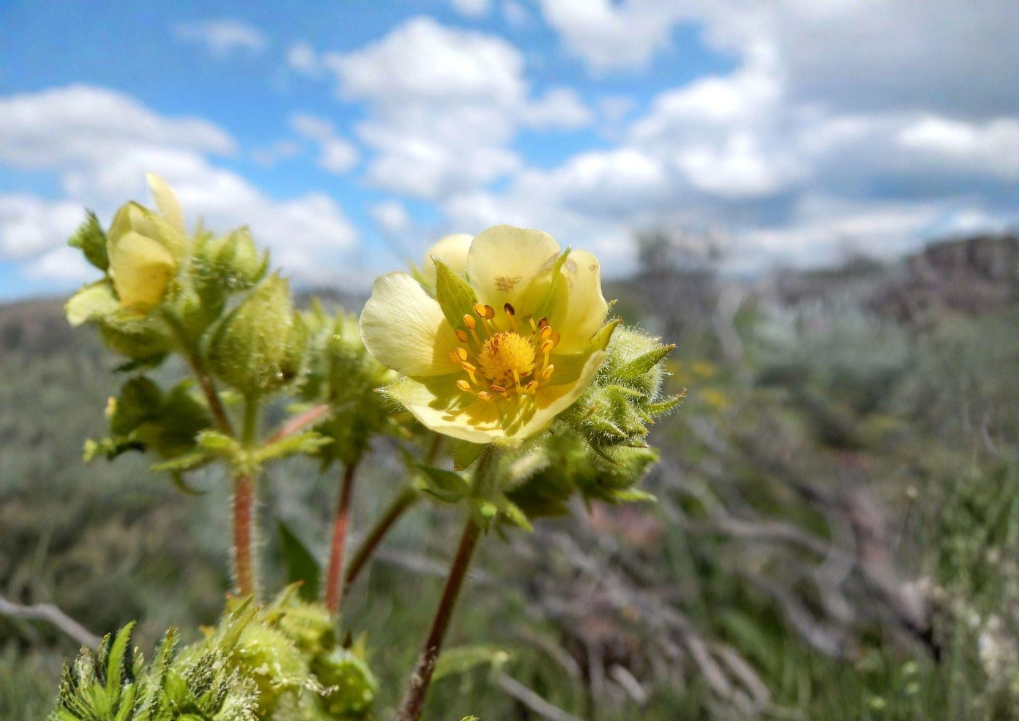 Prairie Cinquefoil Seeds - Native White Wildflower, Drought Tolerant, 500 Seeds - Potentilla simplex, Native Plant, Wildflower Seeds