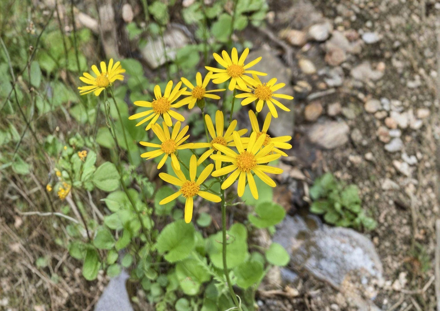 Golden Ragwort Seeds – Native Woodland Wildflower, Shade Ground Cover, Fast Growing, Senecio aureus, 100 Seeds