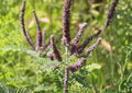 Lead Plant Seeds – Amorpha Canescens, Drought Tolerant, Purple Flower Spikes, Native Perennial Seeds