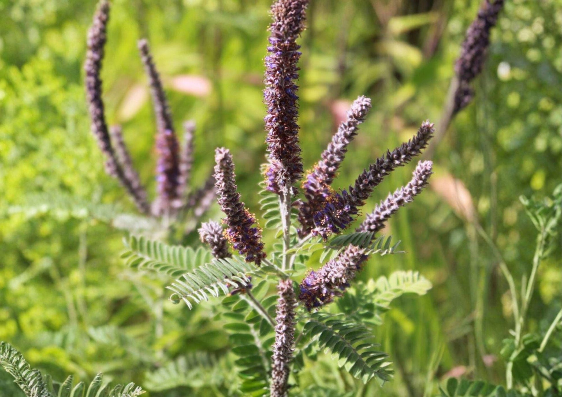 Lead Plant Seeds – Amorpha Canescens, Drought Tolerant, Purple Flower Spikes, Native Perennial Seeds
