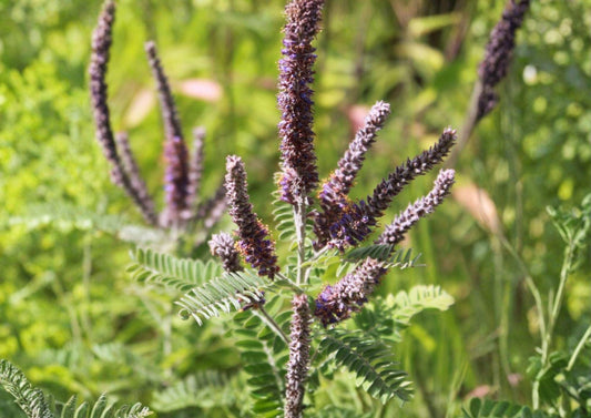 Lead Plant Seeds – Amorpha Canescens, Drought Tolerant, Purple Flower Spikes, Native Perennial Seeds
