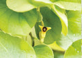Dutchman's Pipevine Seeds – Aristolochia tomentosa Swallowtail Host Plant, 10 Seeds, Live Fresh Stock
