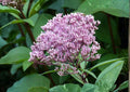 Eutrochium Fistulosum Hollow Joe Pye Weed Seeds – Tall Native Pink Purple Wetland Perennial, Pollinator Friendly Wildflower, Fast Growing
