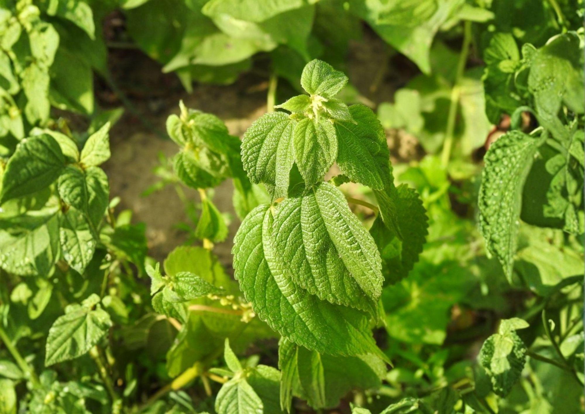 Smallspike False Nettle Seeds - Native Wetland Wildlife Plant, 100 Seeds, Easy to Grow, Urtica smallspike