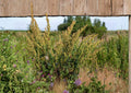 Water Dock Seeds – Native Wetland Perennial Plant for Rain Gardens – Rumex orbiculatus
