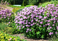 Wild Bergamot Seeds - Lavender Bee Balm Pollinator Flower 100 Seeds - Fragrant Bee Balm Plant Monarda fistulosa