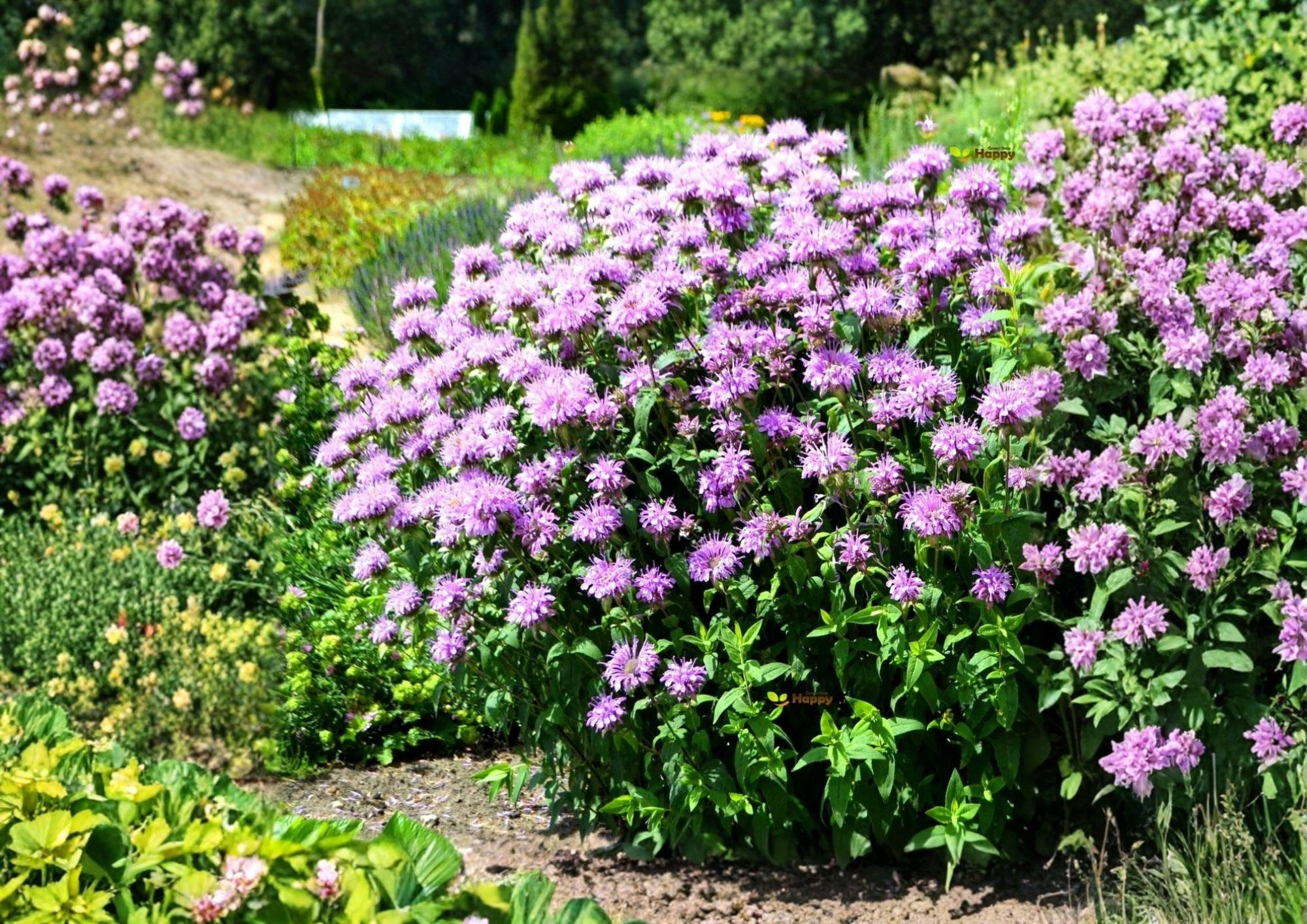 Wild Bergamot Seeds - Lavender Bee Balm Pollinator Flower 100 Seeds - Fragrant Bee Balm Plant Monarda fistulosa