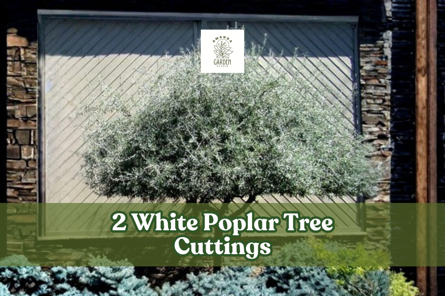 White Poplar Tree Cuttings – 2 Live Populus alba Ornamental Deciduous Trees with Silver Foliage