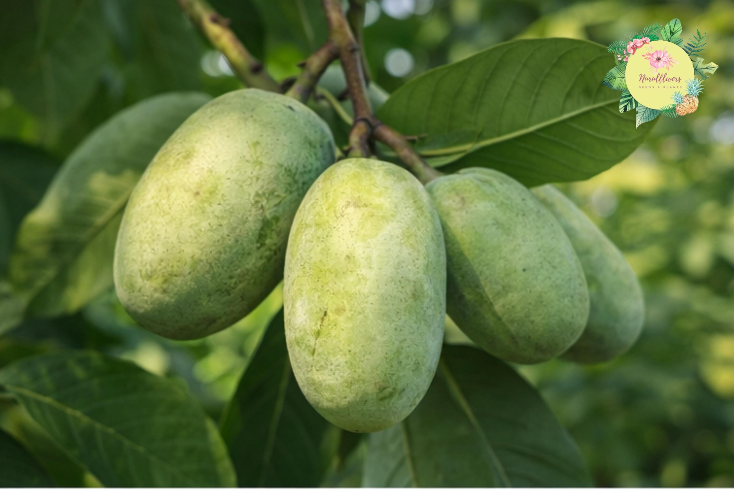 Bare-Root Pawpaw Tree Seedlings, Edible Fruit Trees, Asimina triloba, Garden or Orchard Planting
