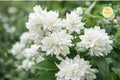 Bare-root Snowflake Minnesota Mocorange Citrus reticulata Sweet Orange Tree for Home Garden, 2 Plants