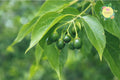 Bare-root Hackberry Trees, Celtis Occidentalis, Native Shade Trees for Landscaping & Reforestation, Drought Tolerant
