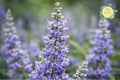 Chasteberry Tree Bare-Root Pack | Vitex Agnus-Castus Lilac Chastetree | Drought-Tolerant, Pollinator-Attracting, Fast-Growing Landscape Tree