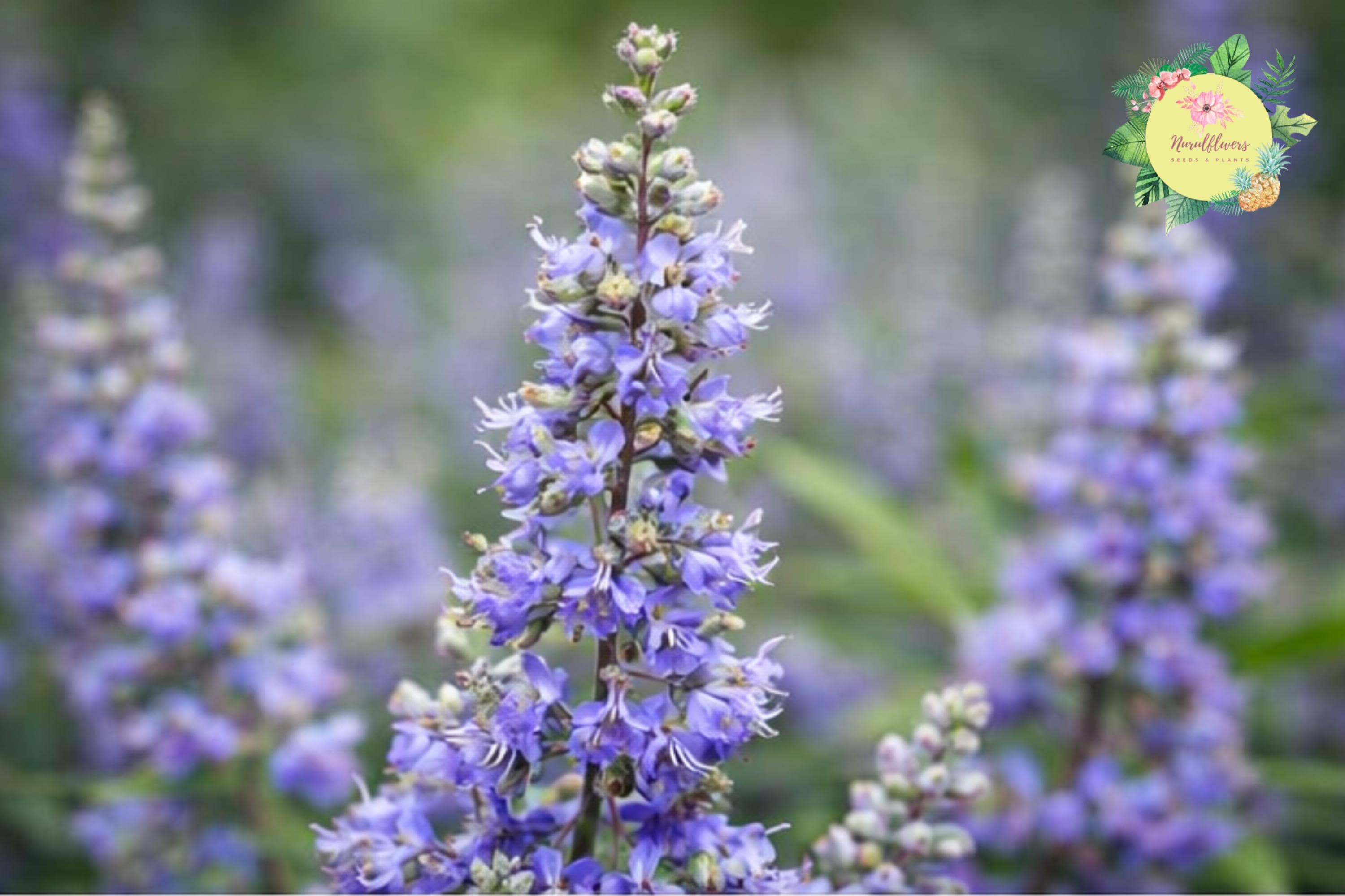 Chasteberry Tree Bare-Root Pack | Vitex Agnus-Castus Lilac Chastetree | Drought-Tolerant, Pollinator-Attracting, Fast-Growing Landscape Tree