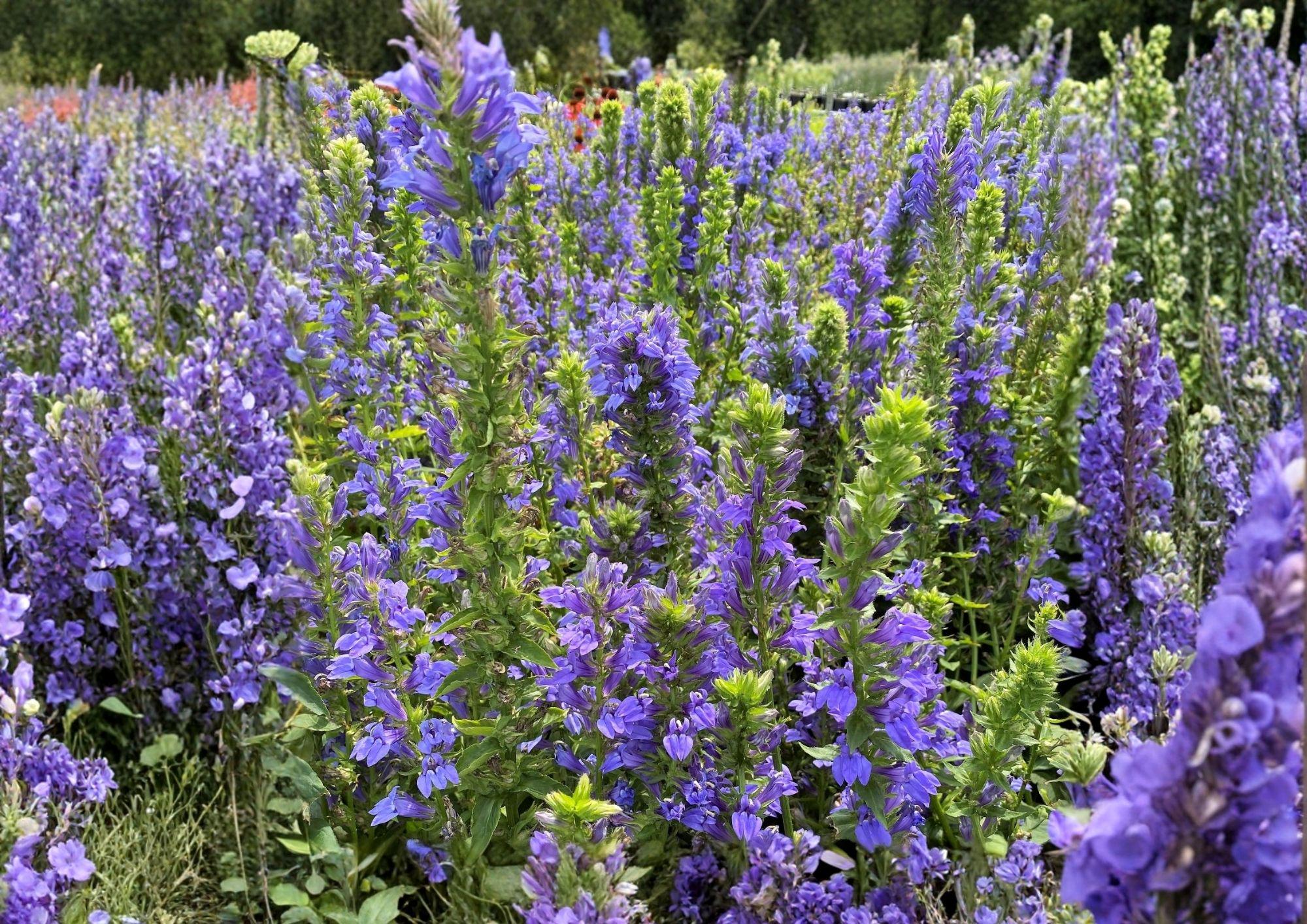 Blue Lobelia Seeds - Native Wetland Wildflower for Pollinator Gardens, Non-GMO, 500 Seeds