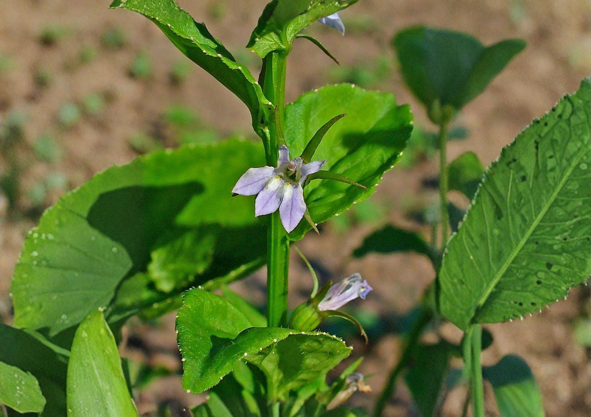Indian Tobacco Seeds – Lobelia Inflata Wildflower Seeds, Native Plant, Fast Growing, 500 Seeds