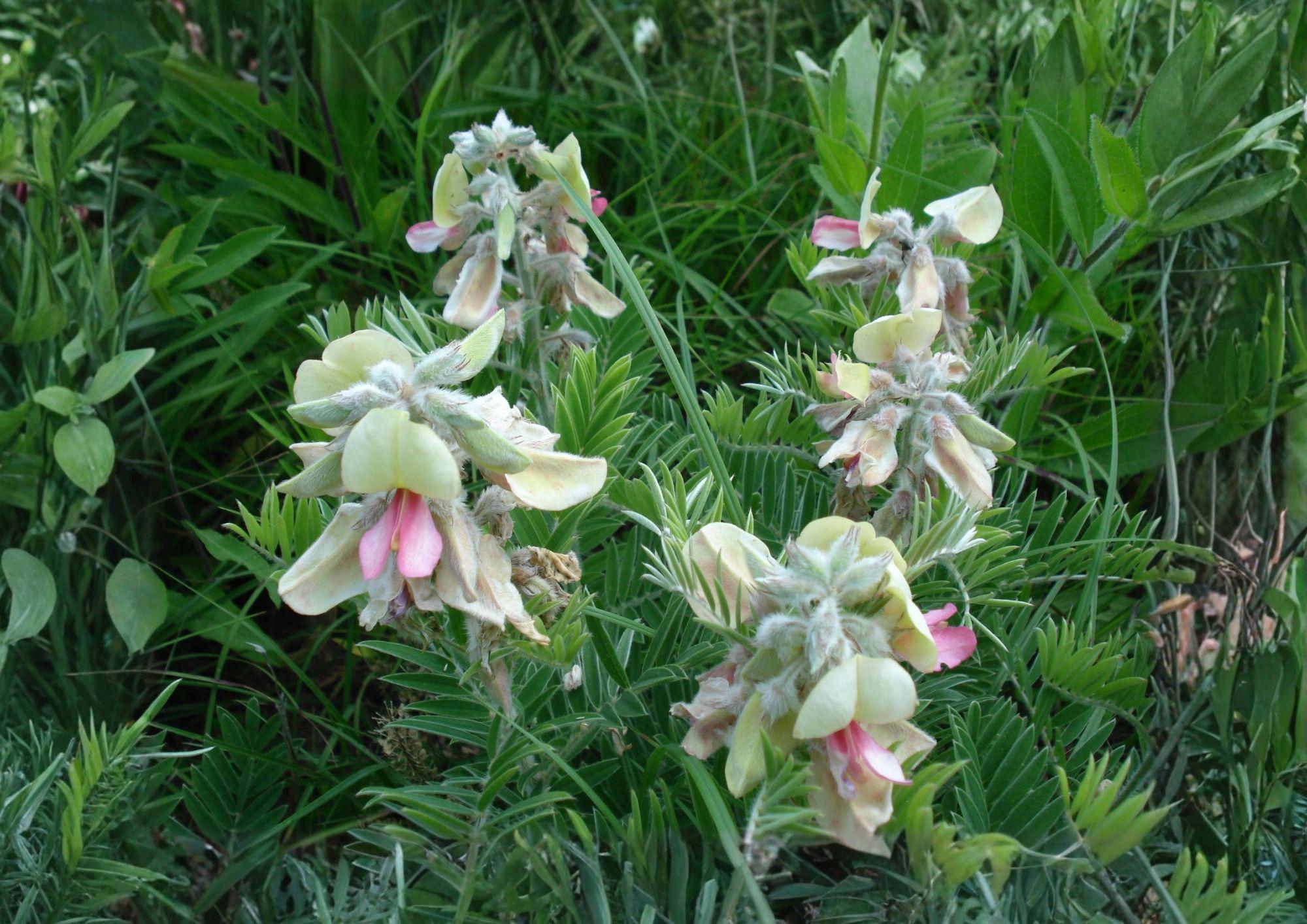 Goat's Rue Seeds – Tephrosia virginiana – Silvery Foliage with Pink & White Flowers – 10 Seeds for Wildflower Gardens
