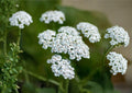 Western Yarrow Seeds – Achillea millefolium Native White Wildflower 500 Seeds, Easy to Grow, Perennial Herb, Garden Flower Seeds