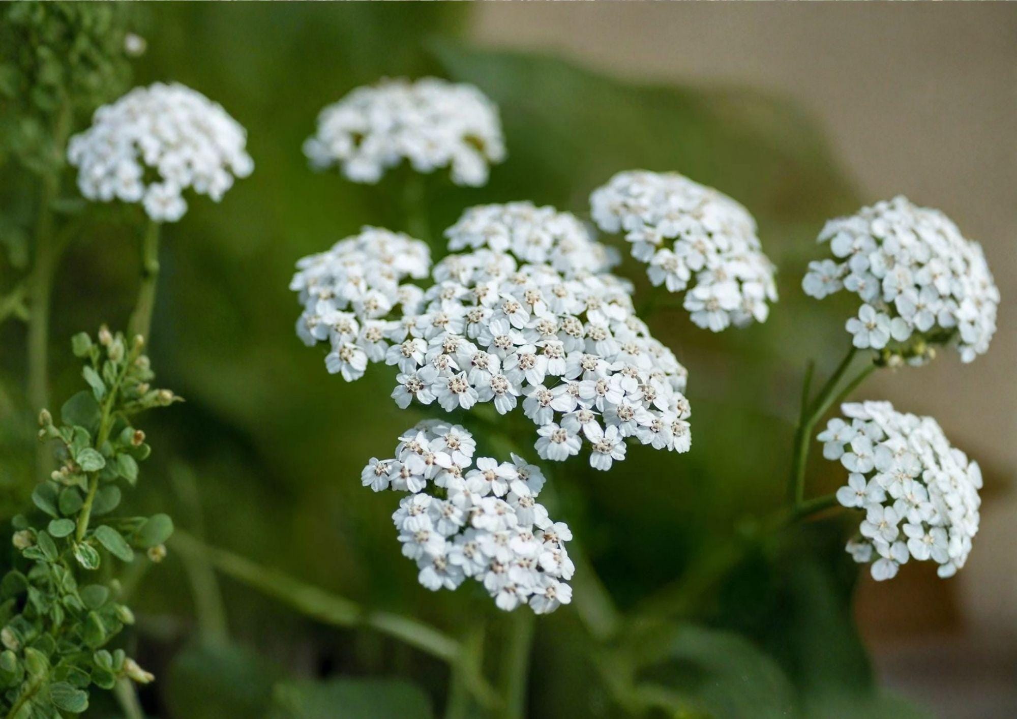 Western Yarrow Seeds – Achillea millefolium Native White Wildflower 500 Seeds, Easy to Grow, Perennial Herb, Garden Flower Seeds