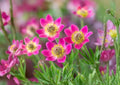 Anemone multifida Seeds – Red & White Windflower, Alpine Perennial, 100 Seeds - Bloom Haven Nursery