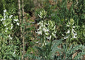 Woolly Milkvetch Seeds Astragalus drummondii Native Prairie Legume Fast Shipping