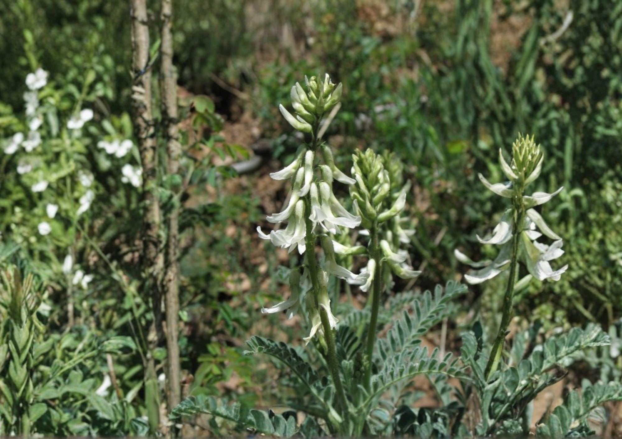 Woolly Milkvetch Seeds Astragalus drummondii Native Prairie Legume Fast Shipping