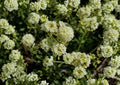 Parsnipflower Wild Buckwheat Seeds – Drought Tolerant Native Perennial Pollinator Plant, 50 Seeds