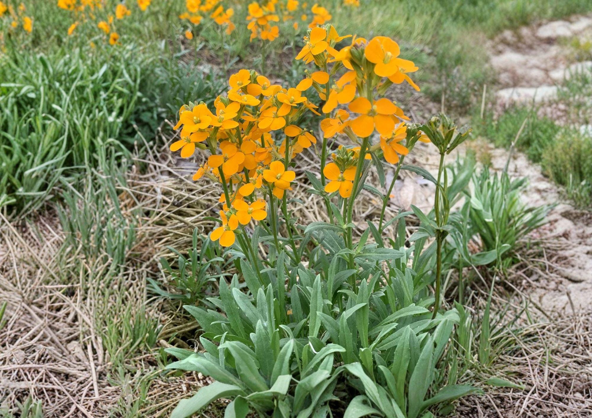 Western Wallflower Seeds – Native Orange Pollinator Plant for Gardens – Fast Growing Wildflower Seeds (Erysimum capitatum)
