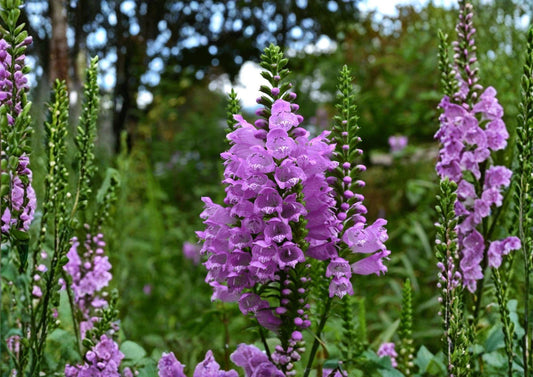 Obedient Plant Seeds – Pink Purple Native Perennial for Pollinator Garden – Physostegia virginiana