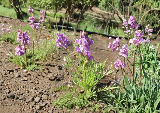 Oxytropis lambertii Showy Locoweed Seeds – Native Purple Prairie Legume, Drought Tolerant Wildflower, 25 Seeds