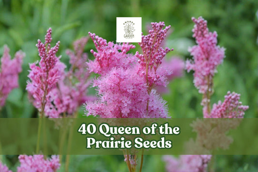 Queen of the Prairie Seeds – Pink Filipendula rubra Perennial Wildflower for Moist Gardens, Naturalizing, 40 Seeds